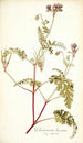 Pelargonium lacerum - Nikolaus Joseph Freiherr von Jacquin — vy av konstverket