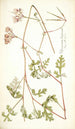 Pelargonium longicaule - Nikolaus Joseph Freiherr von Jacquin — vy av konstverket