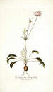 Pelargonium longifolium - Nikolaus Joseph Freiherr von Jacquin — vy av konstverket