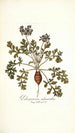Pelargonium melananthon - Nikolaus Joseph Freiherr von Jacquin — vy av konstverket