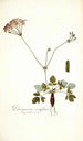 Pelargonium nervifolium - Nikolaus Joseph Freiherr von Jacquin — vy av konstverket