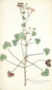 Pelargonium patulum - Nikolaus Joseph Freiherr von Jacquin — vy av konstverket
