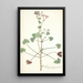 Pelargonium patulum - Nikolaus Joseph Freiherr von Jacquin — inramlat konstverk på väggen