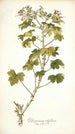 Pelargonium ribifolium - Nikolaus Joseph Freiherr von Jacquin — vy av konstverket