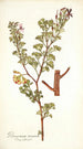Pelargonium ternatum - Nikolaus Joseph Freiherr von Jacquin — vy av konstverket
