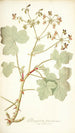 Pelargonium tomentosum - Nikolaus Joseph Freiherr von Jacquin — vy av konstverket