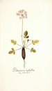 Pelargonium triphyllum - Nikolaus Joseph Freiherr von Jacquin — vy av konstverket