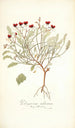 Pelargonium violareum - Nikolaus Joseph Freiherr von Jacquin — vy av konstverket