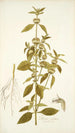 Phlomis caribaea - Nikolaus Joseph Freiherr von Jacquin — vy av konstverket
