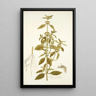 Nikolaus Joseph Freiherr von Jacquin - Phlomis caribaea.webp