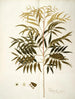 Phyllanthus speciosa - Nikolaus Joseph Freiherr von Jacquin — vy av konstverket