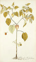 Physalis barbadensis - Nikolaus Joseph Freiherr von Jacquin — vy av konstverket