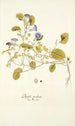 Physalis prostrata - Nikolaus Joseph Freiherr von Jacquin — vy av konstverket