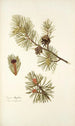 Pinus mughus - Nikolaus Joseph Freiherr von Jacquin — vy av konstverket