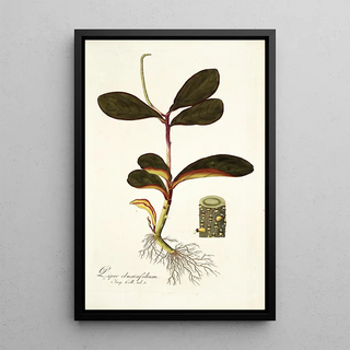 Nikolaus Joseph Freiherr von Jacquin - Piper clusiaefolium.webp