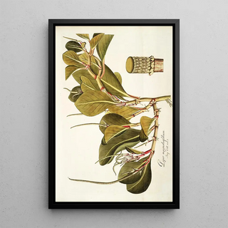 Nikolaus Joseph Freiherr von Jacquin - Piper magnoliaefollum.webp