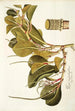 Piper magnoliaefolium - Nikolaus Joseph Freiherr von Jacquin — vy av konstverket