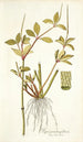 Piper pereskiaefolium - Nikolaus Joseph Freiherr von Jacquin — vy av konstverket
