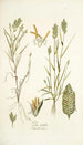Poa sicula - Nikolaus Joseph Freiherr von Jacquin — vy av konstverket