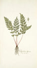 Polypodium alpinum - Nikolaus Joseph Freiherr von Jacquin — vy av konstverket