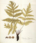 Polypodium hippocrepis - Nikolaus Joseph Freiherr von Jacquin — vy av konstverket