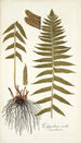 Polypodium molle - Nikolaus Joseph Freiherr von Jacquin — vy av konstverket