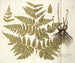 Polypodium multifidum - Nikolaus Joseph Freiherr von Jacquin — vy av konstverket