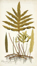 Polypodium phymatodes - Nikolaus Joseph Freiherr von Jacquin — vy av konstverket
