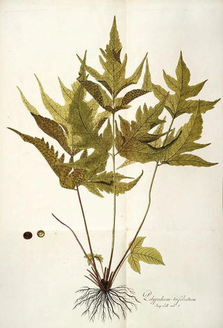 Nikolaus Joseph Freiherr von Jacquin - Polypodium trifoliatum.webp