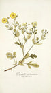Potentilla astracanica - Nikolaus Joseph Freiherr von Jacquin — vy av konstverket