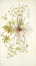 Potentilla opaca - Nikolaus Joseph Freiherr von Jacquin — vy av konstverket