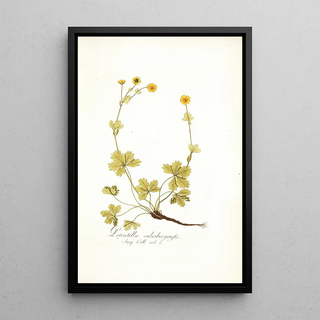 Nikolaus Joseph Freiherr von Jacquin - Potentilla salisburgensis.webp