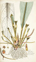 Pothos crassinervia - Nikolaus Joseph Freiherr von Jacquin — vy av konstverket