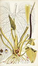 Pothos grandifolia - Nikolaus Joseph Freiherr von Jacquin — vy av konstverket