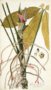 Pothos palmata - Nikolaus Joseph Freiherr von Jacquin — vy av konstverket