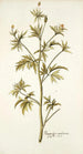 Ranunculus canadensis - Nikolaus Joseph Freiherr von Jacquin — vy av konstverket