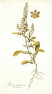Reseda mediterranea - Nikolaus Joseph Freiherr von Jacquin — vy av konstverket