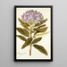 Rhododendron ponticum - Nikolaus Joseph Freiherr von Jacquin — inramlat konstverk på väggen
