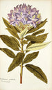 Rhododendron ponticum - Nikolaus Joseph Freiherr von Jacquin — vy av konstverket