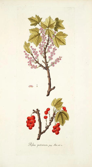 Nikolaus Joseph Freiherr von Jacquin - Ribes petraeum.webp