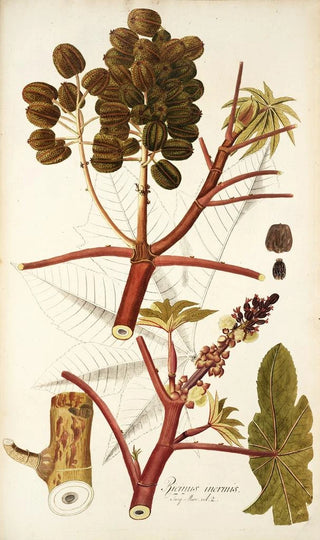 Nikolaus Joseph Freiherr von Jacquin - Ricinus inermis.webp