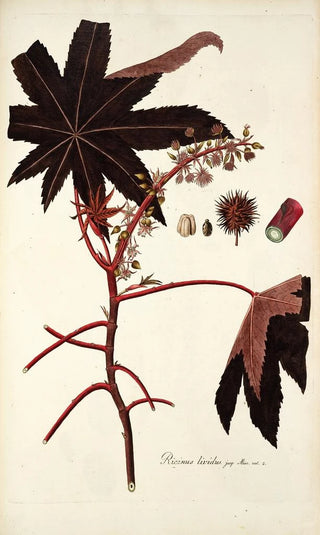 Nikolaus Joseph Freiherr von Jacquin - Ricinus lividus.webp