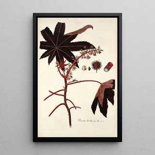 Nikolaus Joseph Freiherr von Jacquin - Ricinus lividus.webp