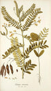 Robinia vesicaria - Nikolaus Joseph Freiherr von Jacquin — vy av konstverket