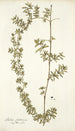 Rubia fruticosa - Nikolaus Joseph Freiherr von Jacquin — vy av konstverket