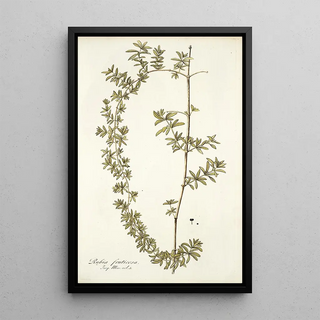 Nikolaus Joseph Freiherr von Jacquin - Rubia fruticosa.webp