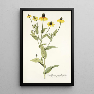 Nikolaus Joseph Freiherr von Jacquin - Rudbeckia amplexifolia.webp