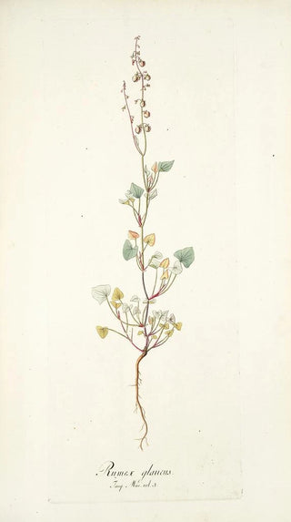 Nikolaus Joseph Freiherr von Jacquin - Rumex glaucus.webp