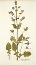 Salvia abyssinica - Nikolaus Joseph Freiherr von Jacquin — vy av konstverket
