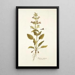 Nikolaus Joseph Freiherr von Jacquin - Salvia spinosa.webp